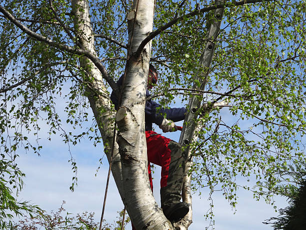 How Our Tree Care Process Works  in  Breckenridge, MI